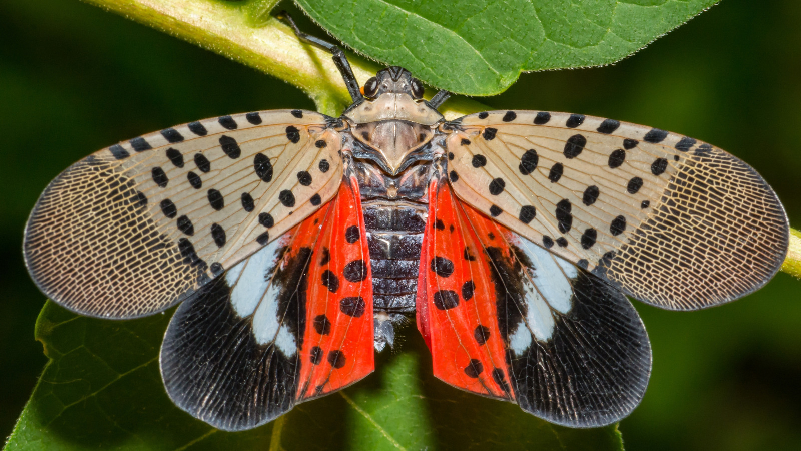 Fener Sineklerinin Bahçenizi İstila Etmesini Önlemek İçin Dikmekten Kaçınmanız Gereken Ağaç