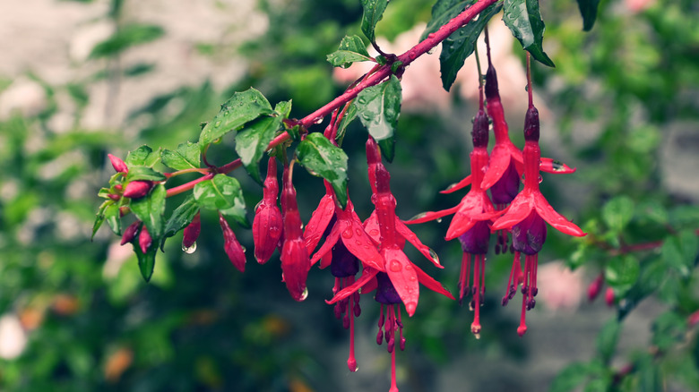 Dışarıda su damlayan dayanıklı fuşya asılı