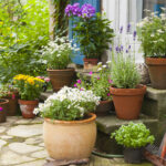 Küçük Verandanızı Aydınlatmak İçin Ekim Ayında Dikmeniz Gereken Renkli Bir Çiçek