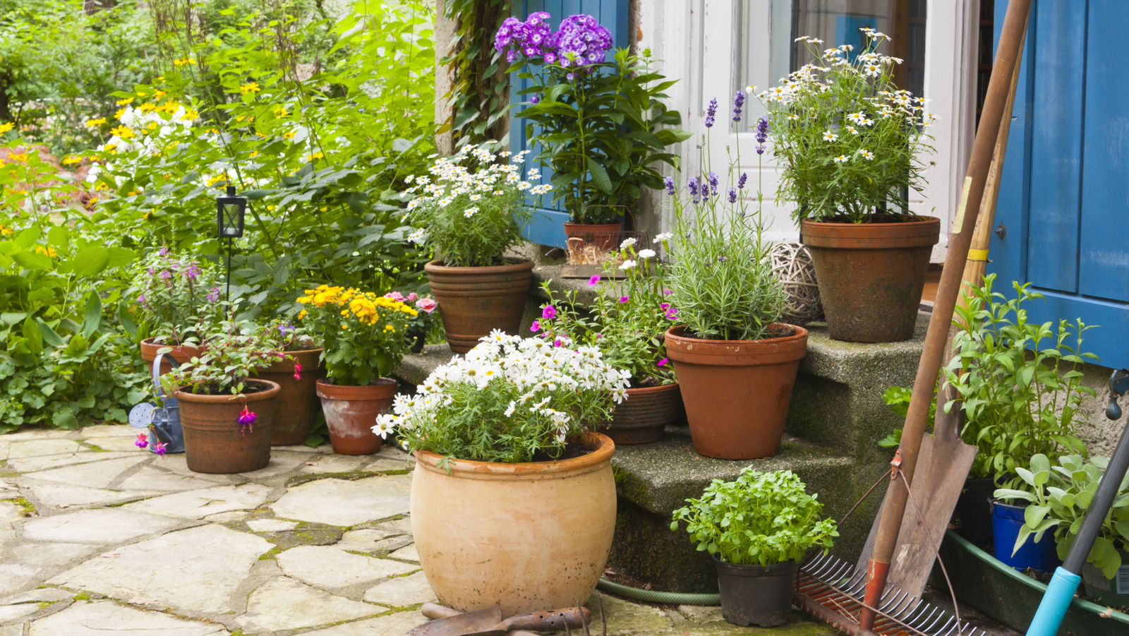 Küçük Verandanızı Aydınlatmak İçin Ekim Ayında Dikmeniz Gereken Renkli Bir Çiçek