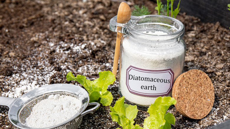 Beyaz toz ve mantarla dolu cam avlu yere oturuyor.