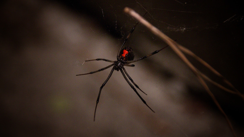 Ağında bir kara dul