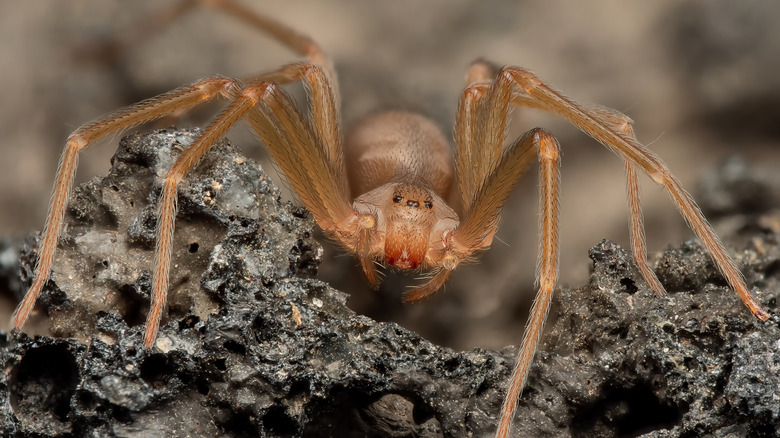 Kayanın üzerinde sürünen kahverengi münzevi