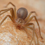 Bahçenizde veya Bahçenizde Kesinlikle Bulmak İstemediğiniz İki Örümcek