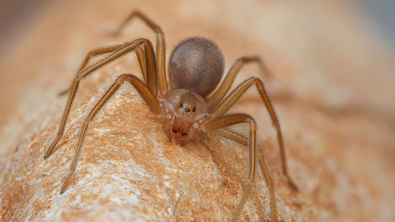 Bahçenizde veya Bahçenizde Kesinlikle Bulmak İstemediğiniz İki Örümcek