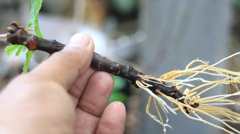 küçük köklü incir ağacı kesimi