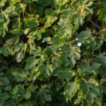 Evet İncir Ağacınızı Ekim Ayında Çoğaltabilirsiniz. İşte nasıl