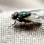 Sineklerin Duvarlarınızda Çirkin Noktalar Bırakmasının Brüt Sebebi (ve Bunları Temizlemenin En İyi Yolu)