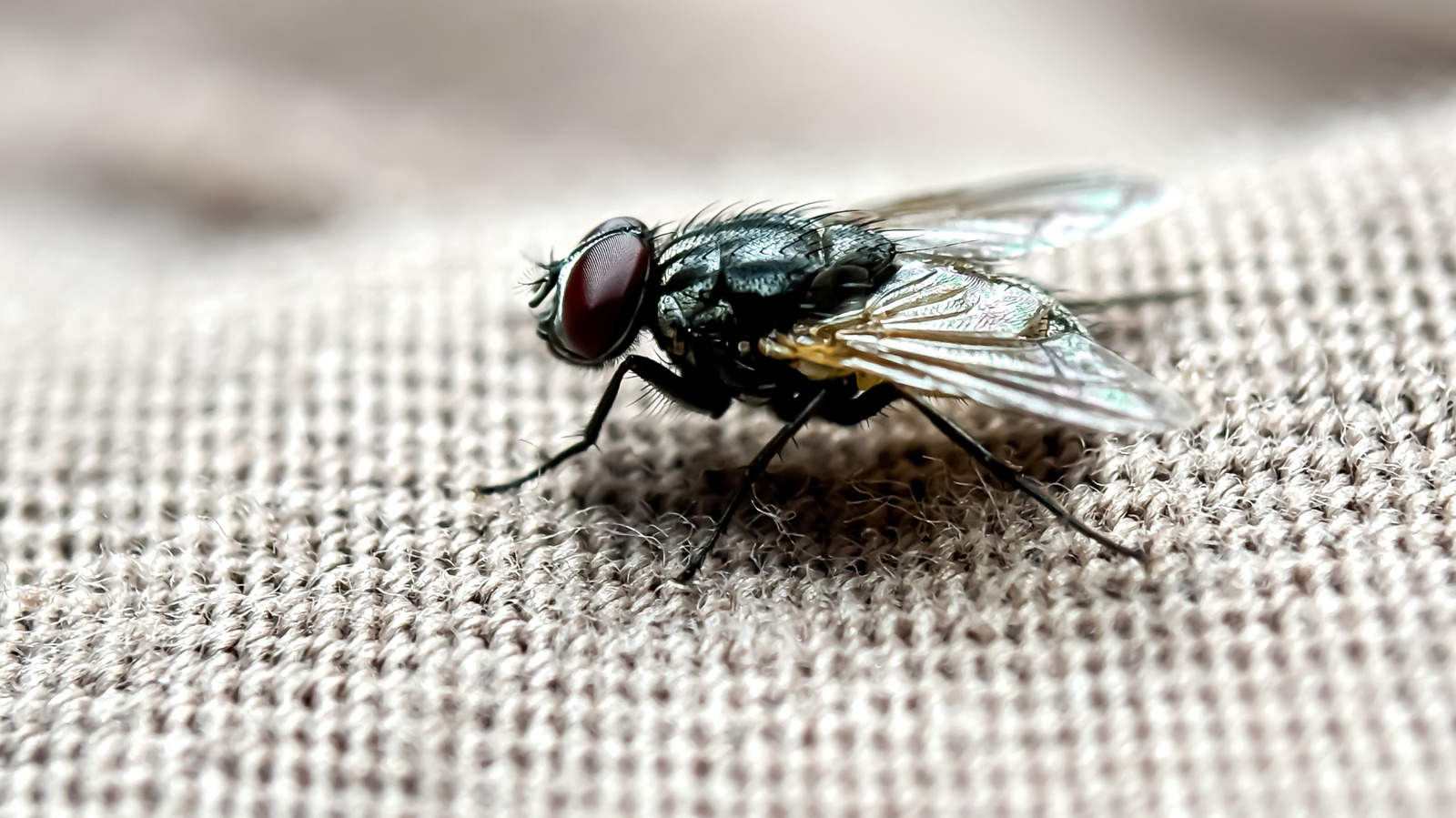Sineklerin Duvarlarınızda Çirkin Noktalar Bırakmasının Brüt Sebebi (ve Bunları Temizlemenin En İyi Yolu)