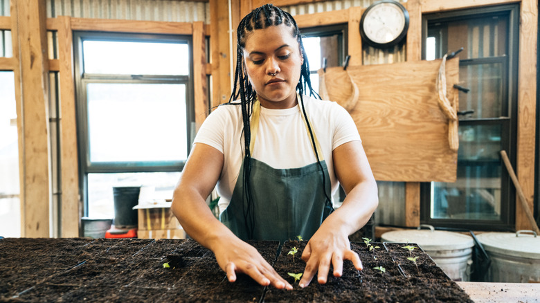 Bir kadın başlangıç ​​karışımını fide dolu bir tepsinin etrafına paketliyor.