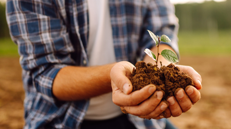Tarım alanının arka planında yeşil bir filiz tutan genç bir bahçıvanın ellerinin yakın çekimi.