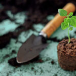 Pahalı Tohum Başlangıç ​​Karışımları Aslında Satın Almaya Değer mi?