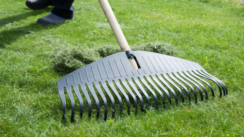 Çim kırpıntılarını toplayan bir kişi