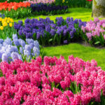 2026 Yılında Her Yerde Görmeye Başlayacağınız Çiçeklik Trendi