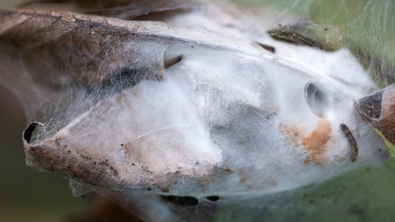 Kahverengi kuyruklu güve yuvasının yakın çekimi