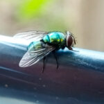 Evinize Daha Fazla Sinek Davet Eden Temizlik Hatası