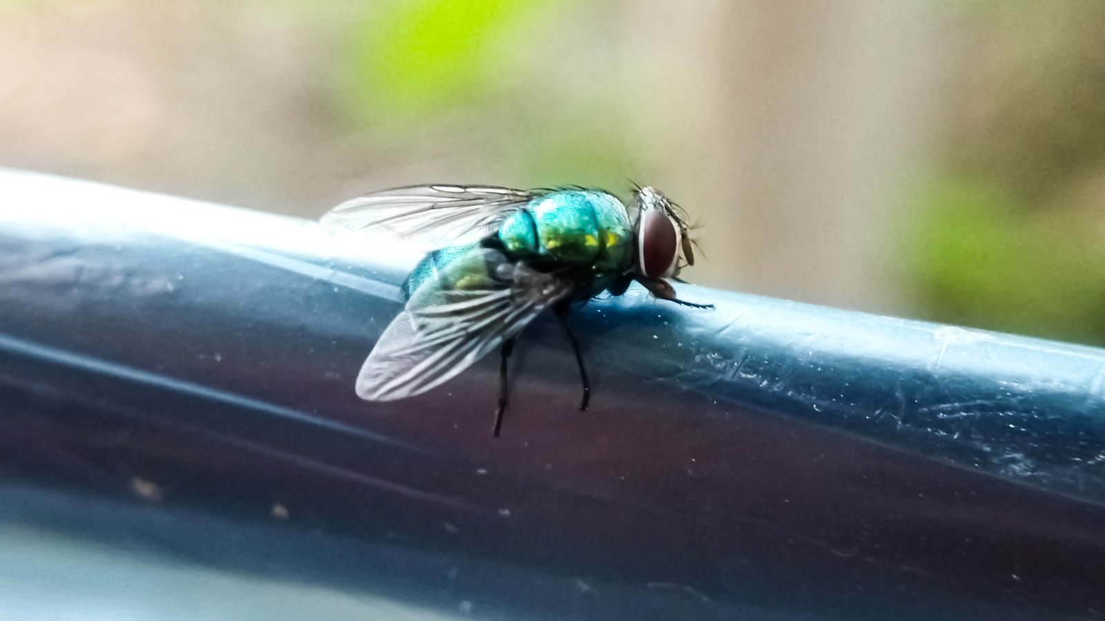 Evinize Daha Fazla Sinek Davet Eden Temizlik Hatası