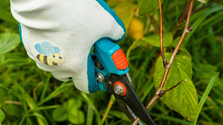 Eldivenli bir el, ahududu kamışını kesmek için budayıcıyı tutuyor.