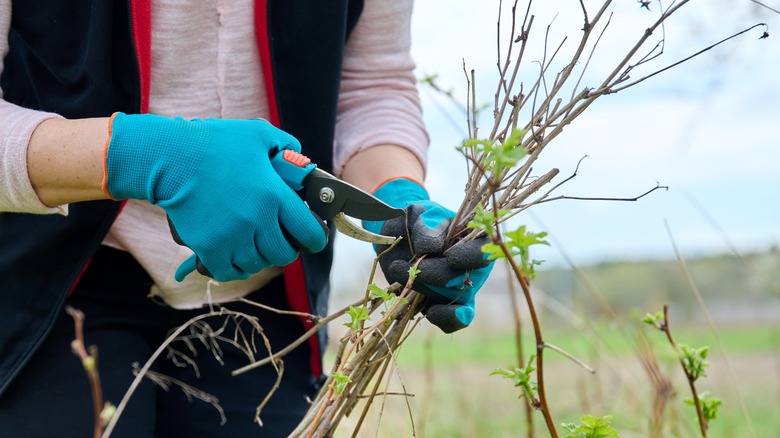 Mavi eldiven giyen bir bahçıvan bir elinde bir demet budanmış ahududu kamışını, diğer elinde budayıcıyı tutuyor.