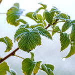 Gelecek Yaz Daha Güçlü Bir Hasat İçin Ahududu Bitkinizi Nasıl Kışa Hazırlayabilirsiniz?