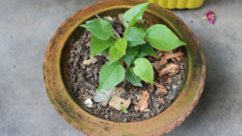 Bir kapta küçük kutsal incir bitkisi