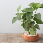 Konteyner Bahçenizde Kutsal İncir Ağacı Nasıl Yetiştirilir?