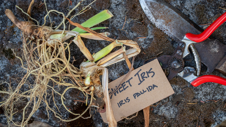 Tatlı irisin etiket ve bahçe aletleriyle bölünmesi