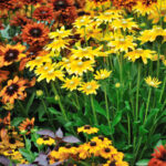 Çok Yıllık Bitkileri Sonbaharda Bölmek İçin En İyi Zamanlama