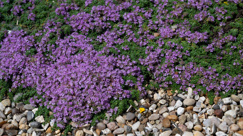 Çakıl bahçesinde büyüyen minyatür kekik.