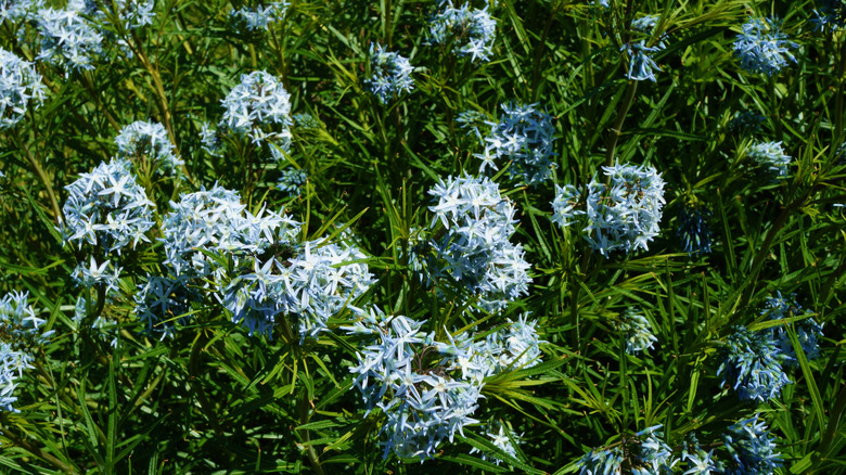 Bahçede çiçek açan sağlıklı mavi bir yıldız.