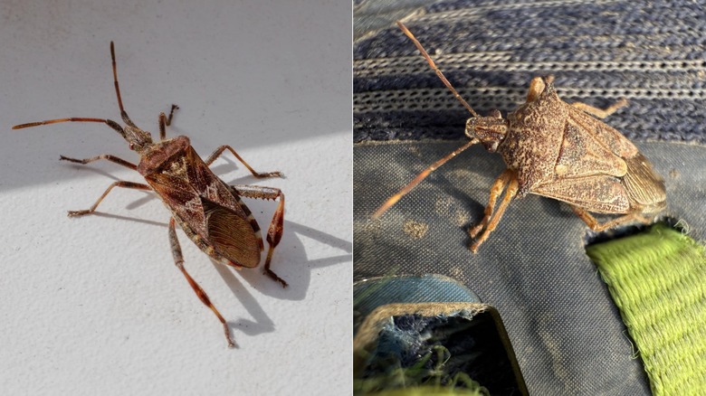 Batı kozalaklı tohum böceğini ve dikenli asker böceğini gösteren bölünmüş görüntü