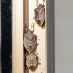 Gördüğünüz Şeyin Kokuşmuş Bir Böcek mi Yoksa Sadece Benzeri mi Olduğunu Nasıl Anlarsınız?