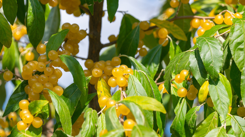 Hala bitkinin üzerinde sarı sonbahar zeytin meyveleri salkımları