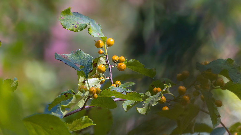 Olgunlaşmamış Asya acı tatlı meyvelerine yakın çekim