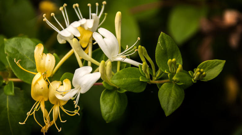 Asmadaki Japon hanımeli sarı ve beyaz çiçeklerine yakın çekim