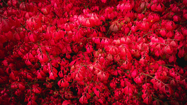 Birkaç yanan çalı bitkisinin parlak kırmızı yapraklarının tam kare görüntüsü