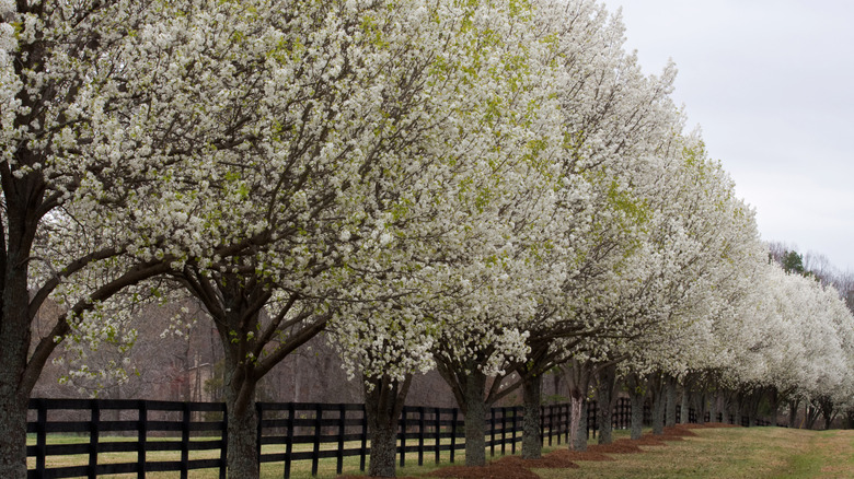 Sıra sıra Bradford armut ağaçları beyaz çiçeklerle çiçek açmış