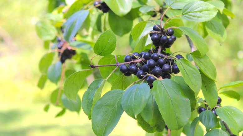 Olgun siyah karaçalı meyvelerinin yakın çekimi