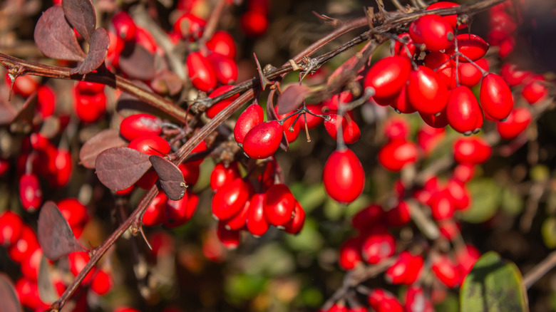 Kırmızı Japon kızamık meyvelerinin yakın çekimi