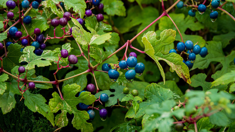Porselen meyve asmasındaki mavi ve mor meyvelerin yakın çekimi