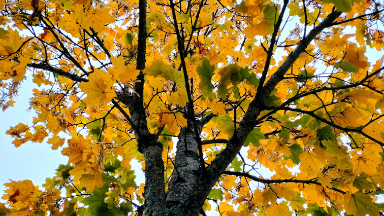 Sonbaharda sarı yaprakları olan Norveç akçaağacı