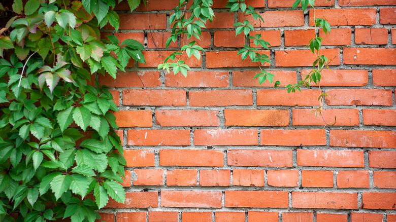 Bir tuğla binanın yanında büyüyen İngiliz sarmaşıkları