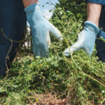 Sonbahar Bahçenizde Kaçınmanız Gereken 13 İstilacı Bitki