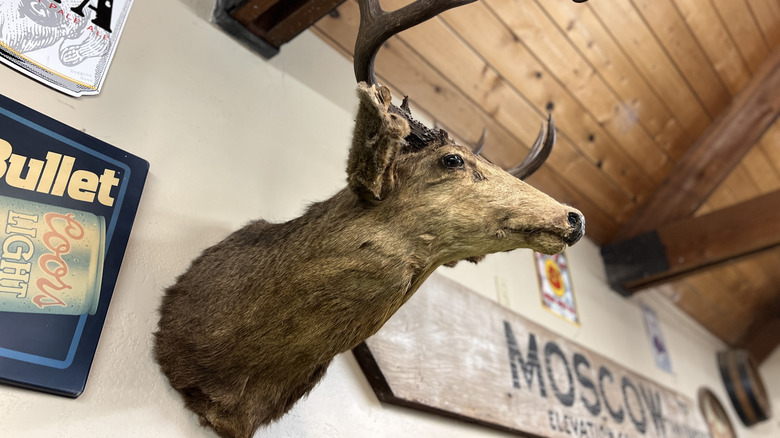 Metal tabelalarla çevrili bir duvara monte edilmiş bir tahnitçilik geyik kafası.