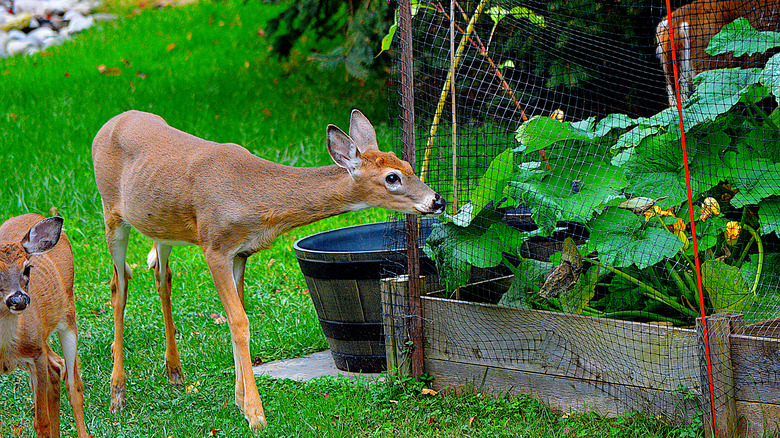 Bahçede bitki yataklarının etrafında ağ bulunan geyik