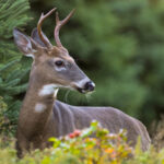 Louisiana'daki Beyaz Kuyruklu Geyik Nüfusu Patlıyor - Bahçıvanlar İçin Bu Ne İfade Ediyor?