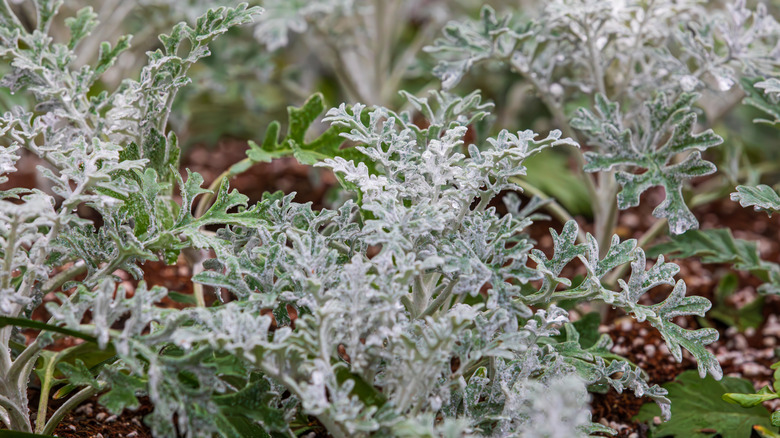 Bahçede büyüyen tozlu değirmenci.