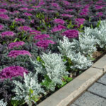 Tüm Kış Boyunca Çarpıcı Gümüş Yeşillik İçin Ekim Ayında Dikilecek Çok Yıllık