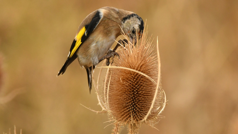 Devedikeni tohumlarını yiyen dişi saka kuşu