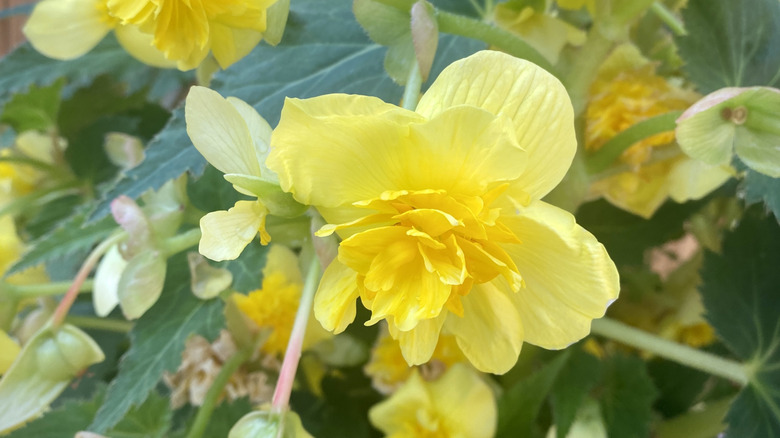 Bahçede sarı bir begonya büyüyor.